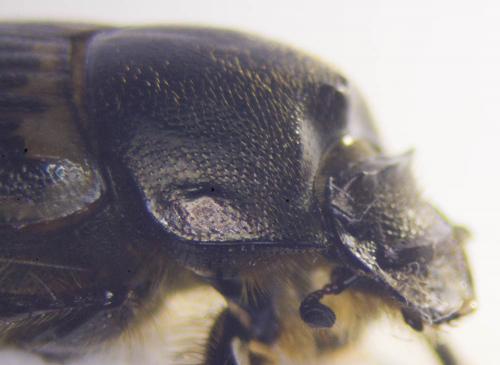 Réf. 282 806 : Onthophagus medius